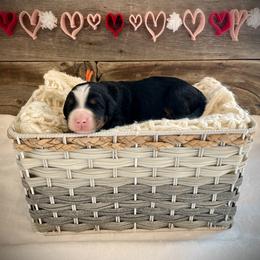 Kai - Tri-color male Bernedoodle puppy in Idaho from Bernese By Barzees