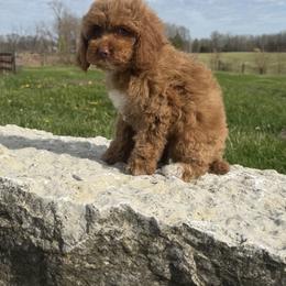 Easton - Red male Cockapoo puppy in Connersville, Indiana from MoonShine Babies
