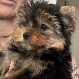 Tiny boy - Black and tan male Yorkshire Terrier puppy in Riverside, California from Playful Puppies