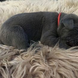 Red collar - Gray male Cane Corso puppy in Fritch, Texas from Carrie Brown's Cane Corsos