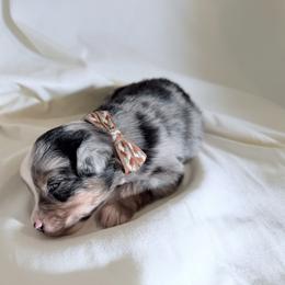 Huckleberry - Blue merle male Miniature Australian Shepherd puppy in Scottsburg, Indiana from Aussie Gems