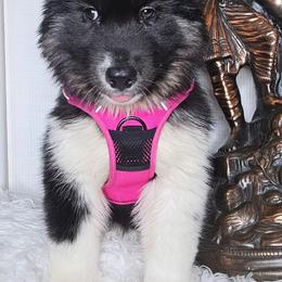 Siberian Husky Puppies from Springfield Huskies