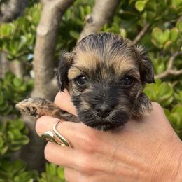 Bruno - Red brindle Havanese puppy in Redondo Beach, California from Harris Havanese