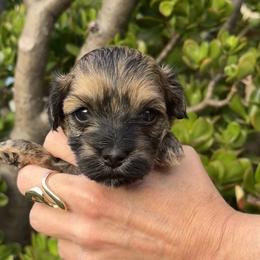 Bruno - Red brindle Havanese puppy in Redondo Beach, California from Harris Havanese
