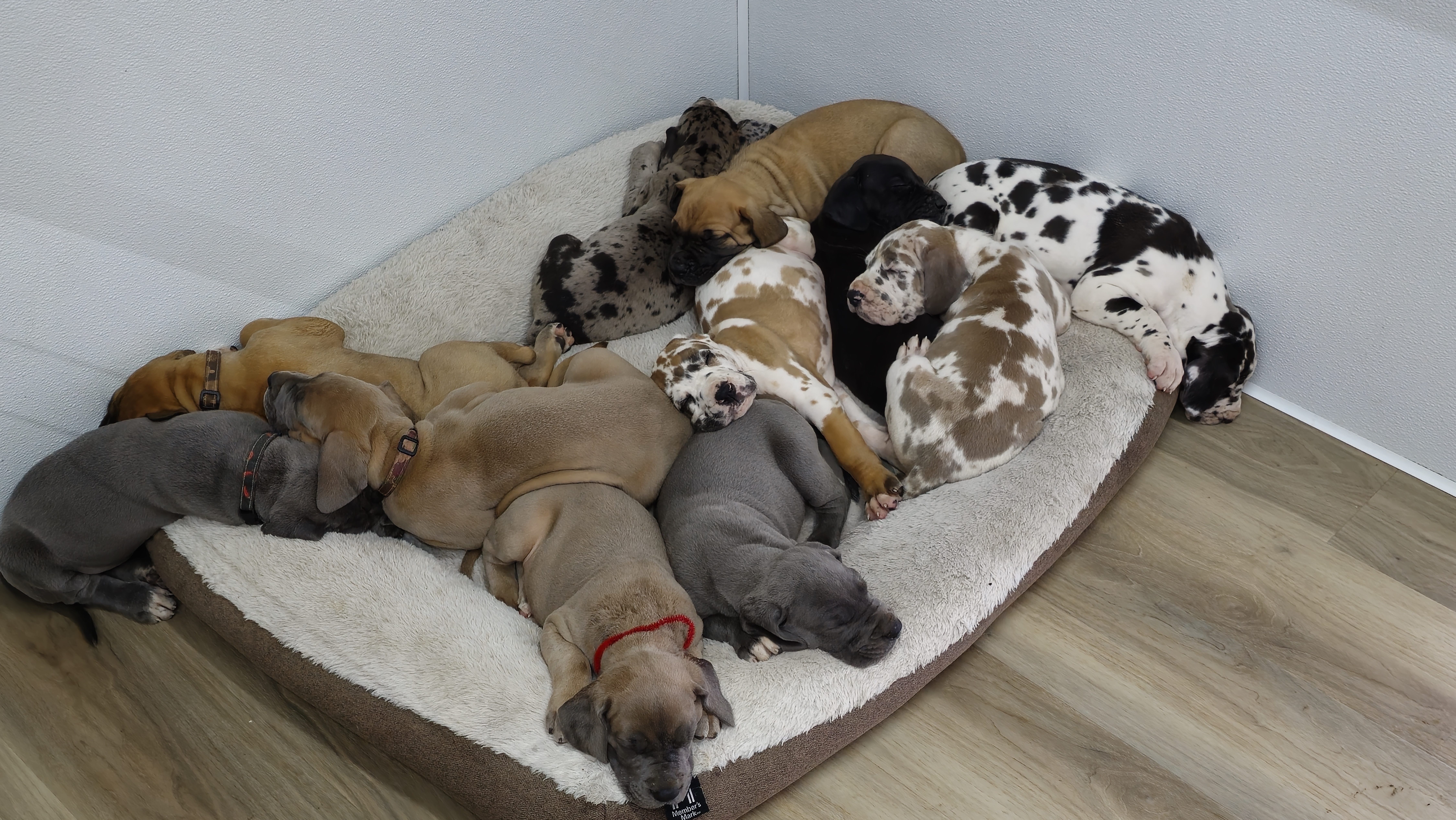 Great Dane Puppies from HCR Great Danes