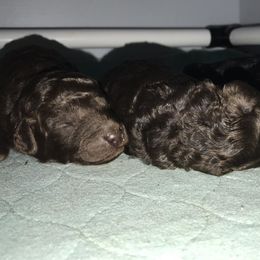 Poodle Puppies from Silberhund's Poodles