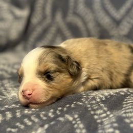 Australian Shepherds from Double H Farms Mini Aussies