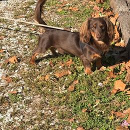 Gus - Chocolate and tan male Dachshund puppy in Industry, Illinois from KDKs Kennels