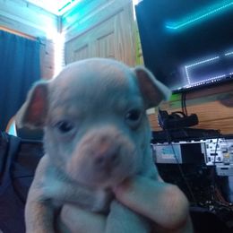 Chihuahua Puppies from Cuties Chihuahuas