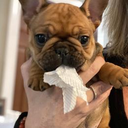 Bulldog and French Bulldog Puppies from Kansas Grand St English & French Bulldogs