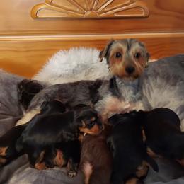 Yorkshire Terriers from Animal House