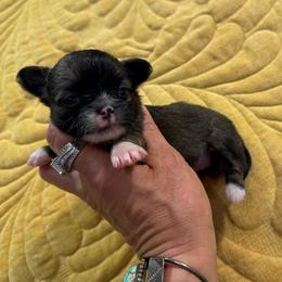 Anna - Fawn and white female Chihuahua puppy in Summerfield, Florida from Uey’s Chihuahuas