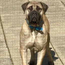 Hermes - Boerboel