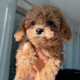 Theodore - Apricot male Poodle puppy in Chattanooga, Tennessee from Joyfull Pals