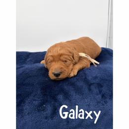 Galaxy - Red  female Goldendoodle puppy in Smithfield, Kentucky from KBK9 Kennels