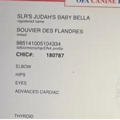 Bella - Bouvier des Flandres