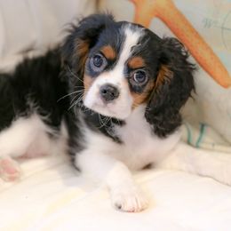 Cavalier King Charles Spaniel Puppies from West Coast Cavaliers