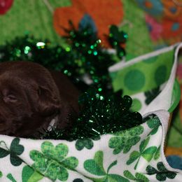 Labrador Retriever Puppies from Paradise Farm Gun Dogs