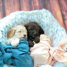 Cockapoo Puppies from Cockapoo to You