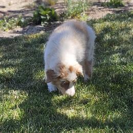Fred Weasley - Red merle male Australian Shepherd puppy in Tehachapi, California from Boundless Joy Aussies