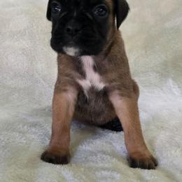 Nyx - Fawn female Boxer puppy in Thompson, Pennsylvania from Moonlitboxers