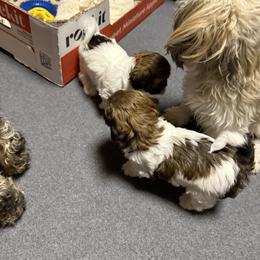 Shihpoo and Shih Tzu Puppies from Goracke Family