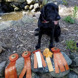 Labrador Retrievers from Rippling Waters