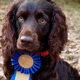 Boykin Spaniels and Catahoula Leopard Dogs from C4 Kennels of FL & AL