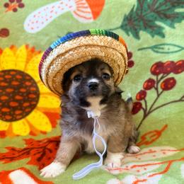 Kevin - Black sabled silver male Chihuahua puppy in Seneca, Missouri from Stephanie’s Puppy Colony