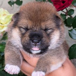 Girl 2 - Red female Shiba Inu puppy in Oceanside, California from Wagashiken