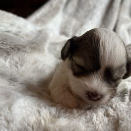 Grace - White female Havanese puppy in Starr, South Carolina from Home with Havanese