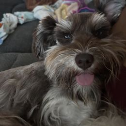 Miniature Schnauzers from Violet’s Meadows