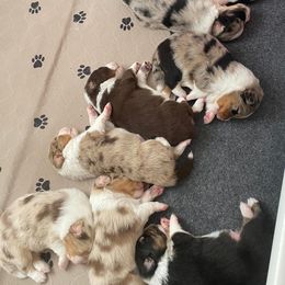 Australian Shepherds from Amy’s Aussies