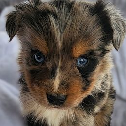 BMF1 - Blue merle female Australian Shepherd puppy in Sunbright, Tennessee from Laudrick Aussies