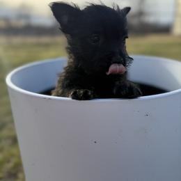 XOXO - Brindle male Cairn Terrier puppy in Lipan, Texas from Flyin G Cairns