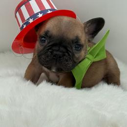 Forbes - Fawn male French Bulldog puppy in Largo, Florida from Big Daddy Frenchies
