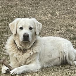 Golden Retrievers from Mimi's English Cream Golden Retriever's