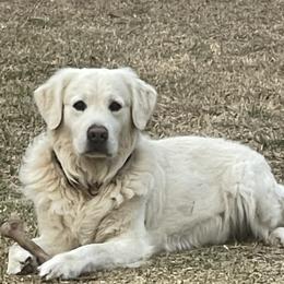 Golden Retrievers from Mimi's English Cream Golden Retriever's