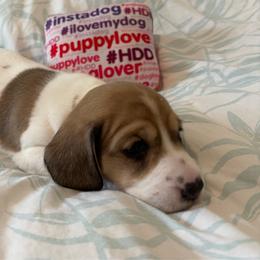 Bronx - Piebald male Dachshund puppy in New Smyrna Beach, Florida from J & L Mini D’s