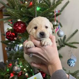 Boy 1 - Yellow male Labrador Retriever puppy in Angola, Indiana from Reniers Labrador Retrievers