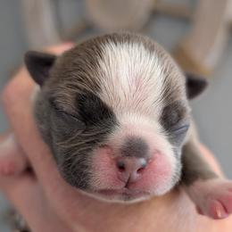 Blue fawn female - Fawn female Boston Terrier puppy in Oak Hills, California from All American Boston Terriers
