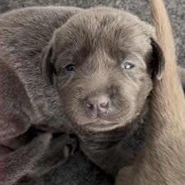 Boy 2 - Black male Labrador Retriever puppy in Fontana, California from Silver Labrador of Southern California