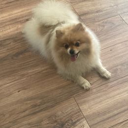 Pomeranians from Julies heavenly poms