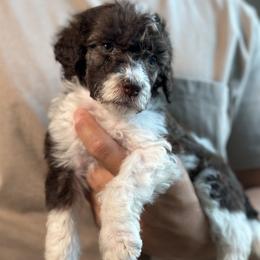 Phil - Parti male Poodle puppy in Spring Hills, Florida from The Olympus Standard Poodle
