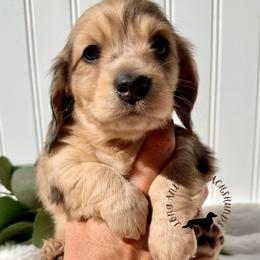 Black and Cream Dapple - Dapple female Dachshund puppy in Nampa, Idaho from Long_and_Low_Dachshunds