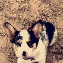 American Corgi and Pembroke Welsh Corgi Puppies from Caddeaux Corgis