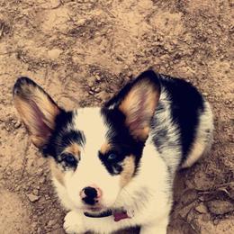 American Corgi and Pembroke Welsh Corgi Puppies from Caddeaux Corgis