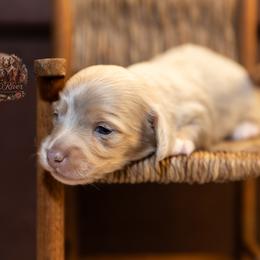 Billy - Dapple male Dachshund puppy in Iola, Texas from Whiskey River Dachshunds