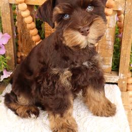 Miniature Schnauzer and Poodle Puppies from Crystal Rose Canines