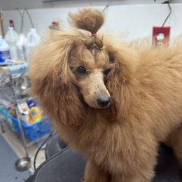 Holly - Poodle